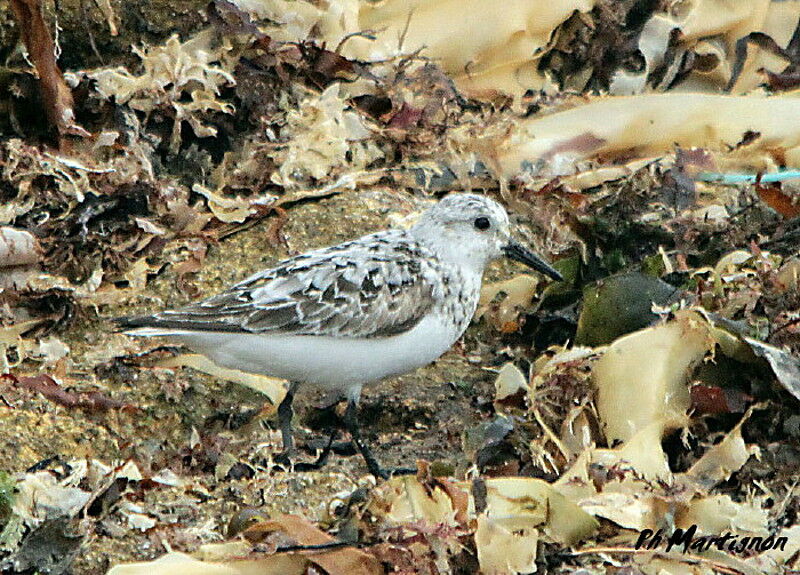 Sanderling