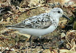 Bécasseau sanderling