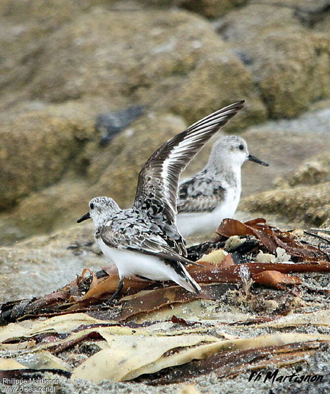 Bécasseau sanderling, Comportement