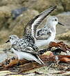 Bécasseau sanderling