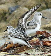 Bécasseau sanderling