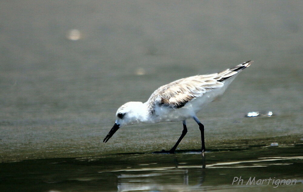 Sanderling, identification