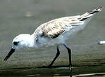 Bécasseau sanderling