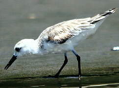 Sanderling