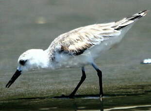 Bécasseau sanderling