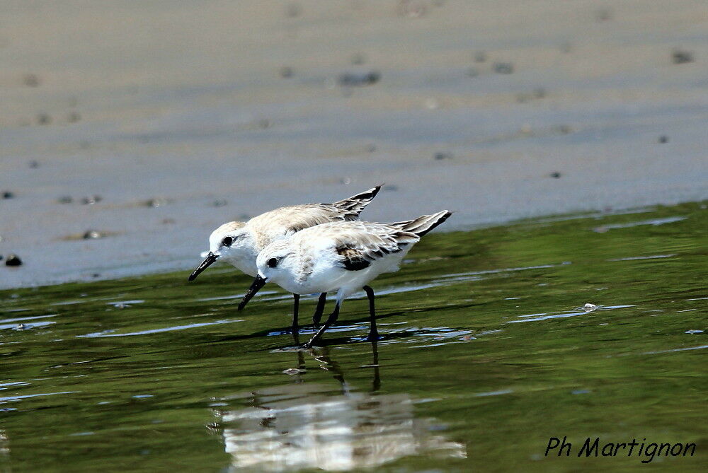 Sanderling, identification