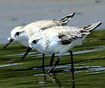 Bécasseau sanderling