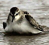 Semipalmated Sandpiper