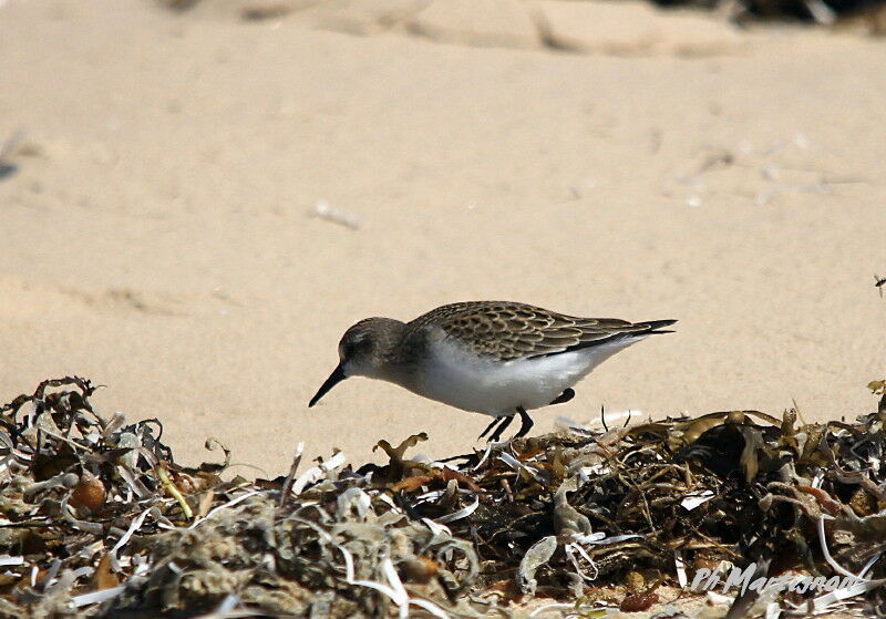 Semipalmated Sandpiper