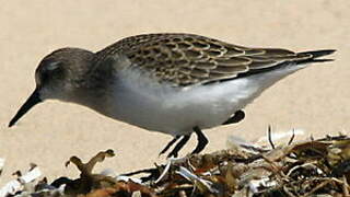 Semipalmated Sandpiper