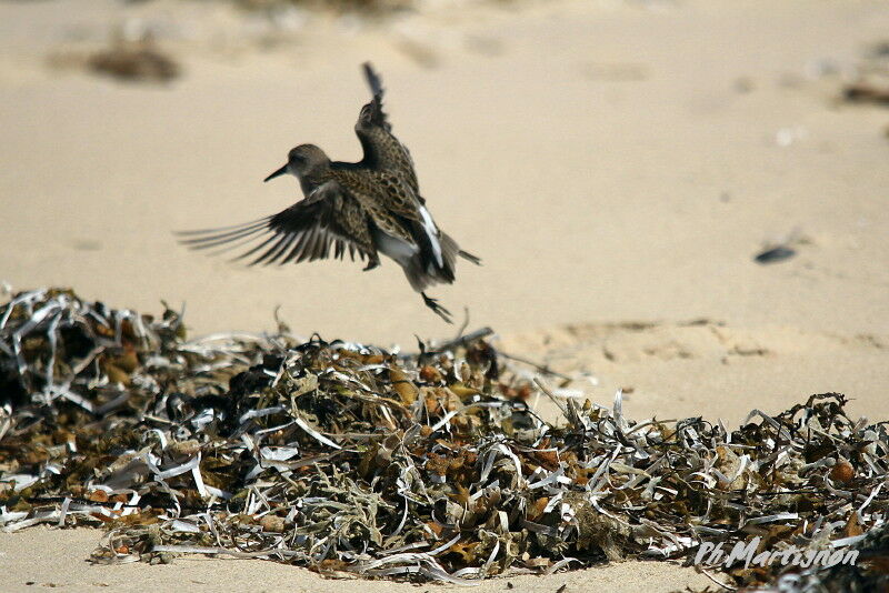 Semipalmated Sandpiper