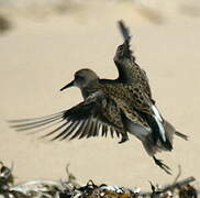 Semipalmated Sandpiper