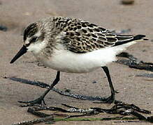 Semipalmated Sandpiper