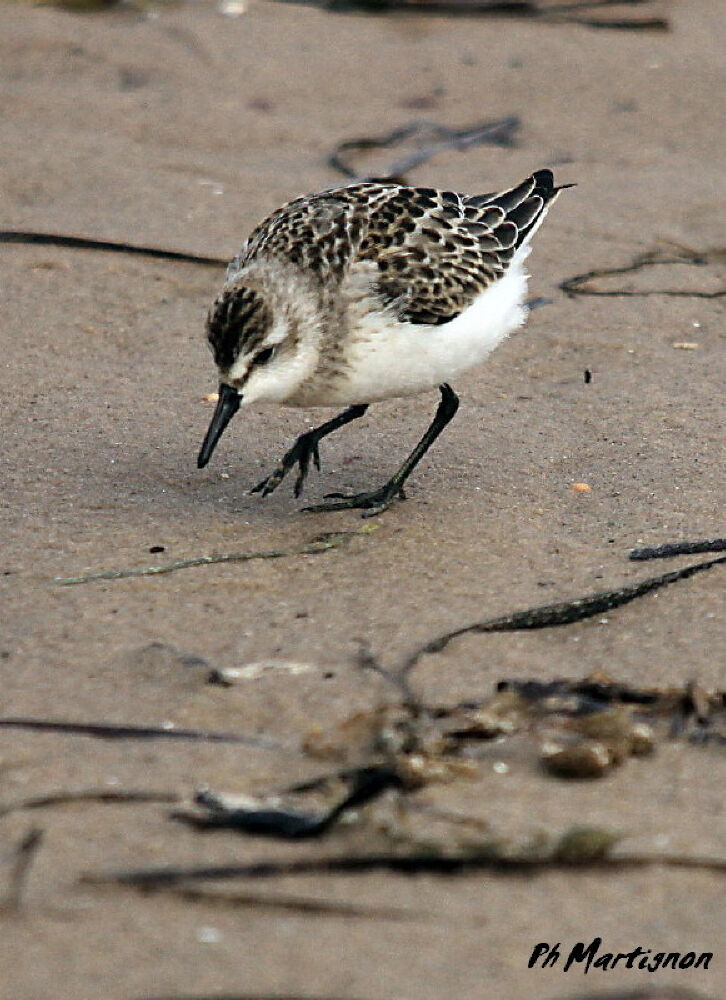 Semipalmated Sandpiper