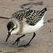 Semipalmated Sandpiper