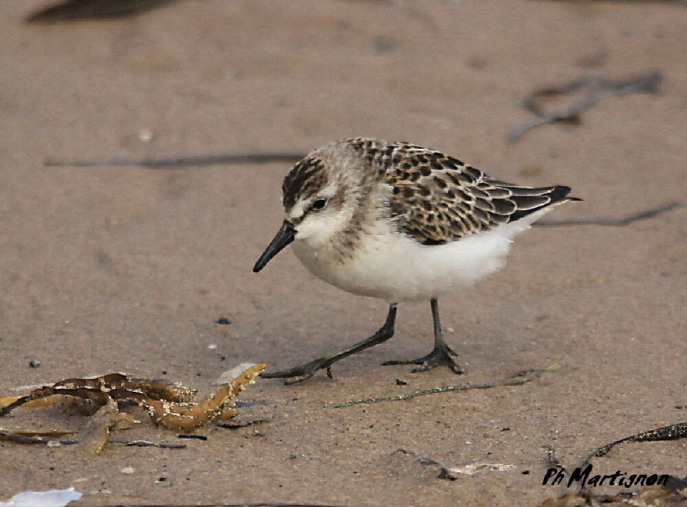 Semipalmated Sandpiper