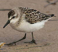 Semipalmated Sandpiper