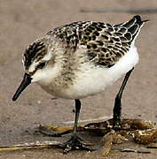 Semipalmated Sandpiper