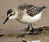 Semipalmated Sandpiper