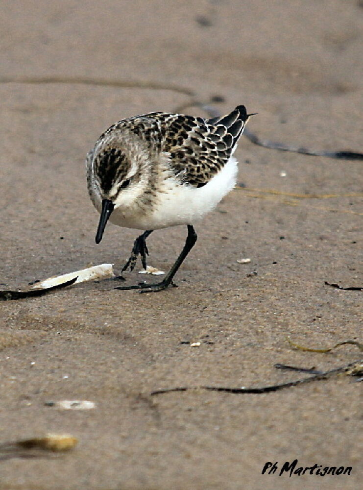 Semipalmated Sandpiper