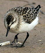 Semipalmated Sandpiper