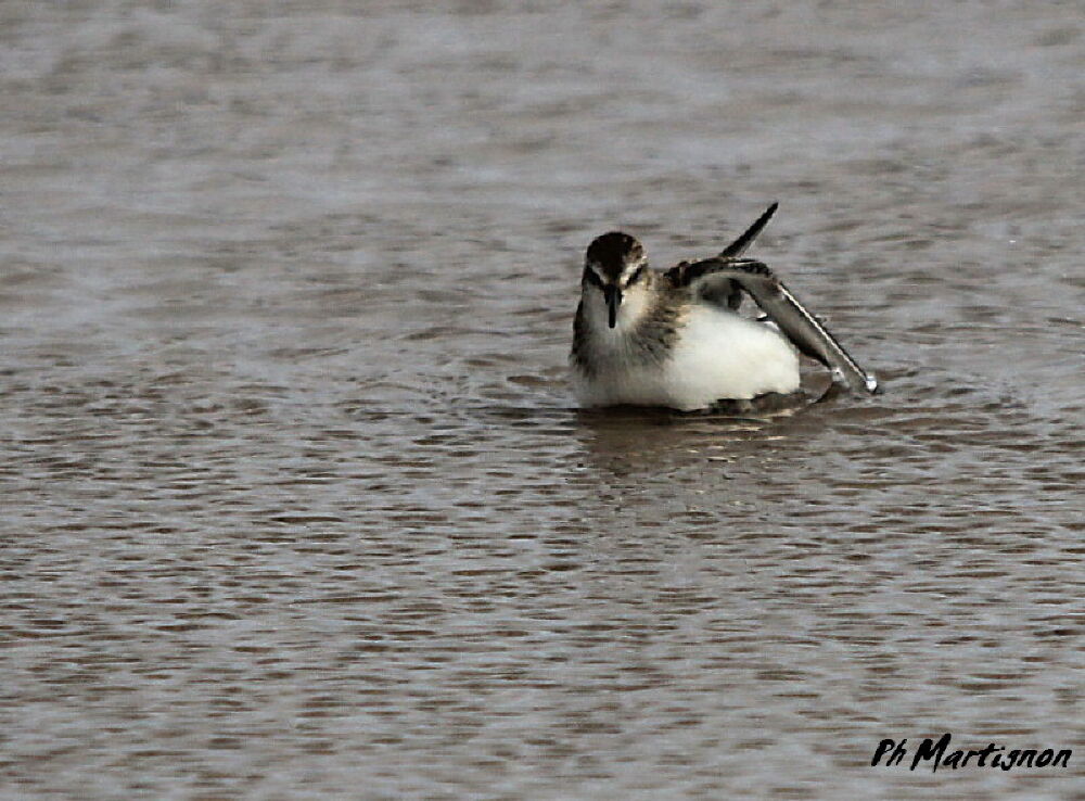 Semipalmated Sandpiper