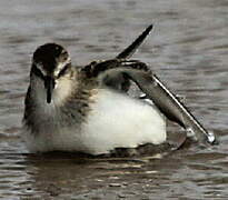 Semipalmated Sandpiper