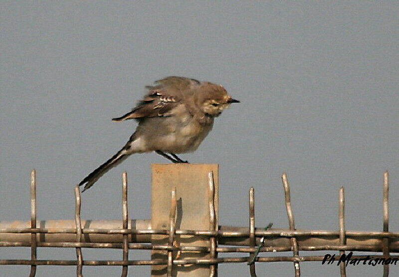 White Wagtail, identification