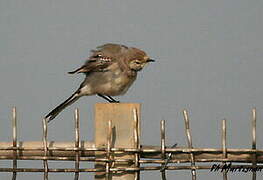 White Wagtail