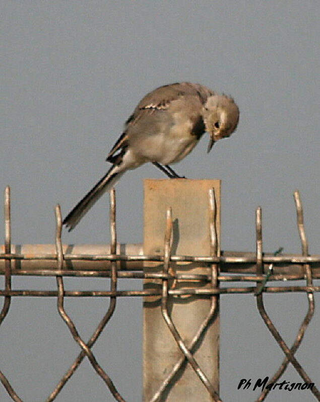 Bergeronnette grise, identification