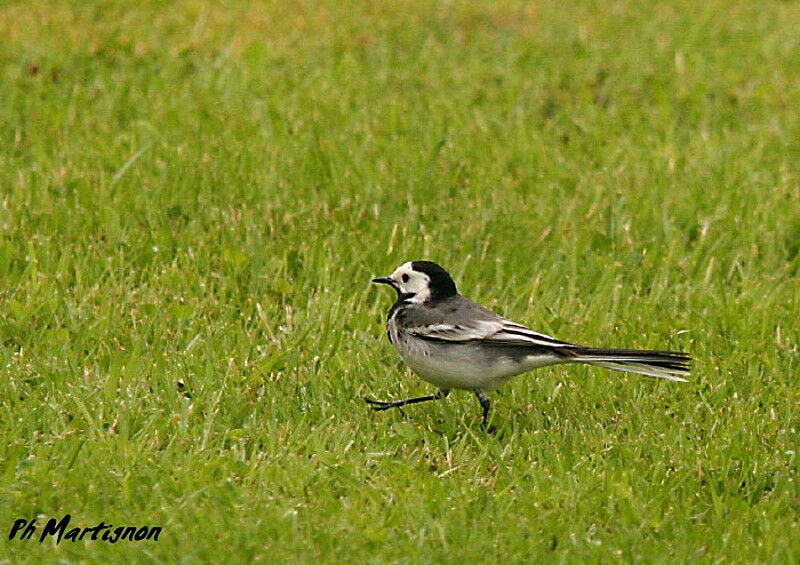 White Wagtail