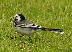 White Wagtail