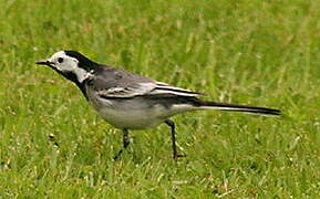 White Wagtail