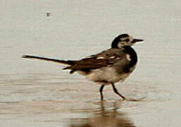 White Wagtail