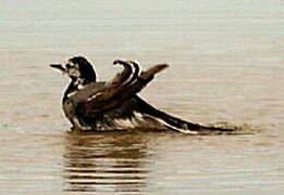 White Wagtail