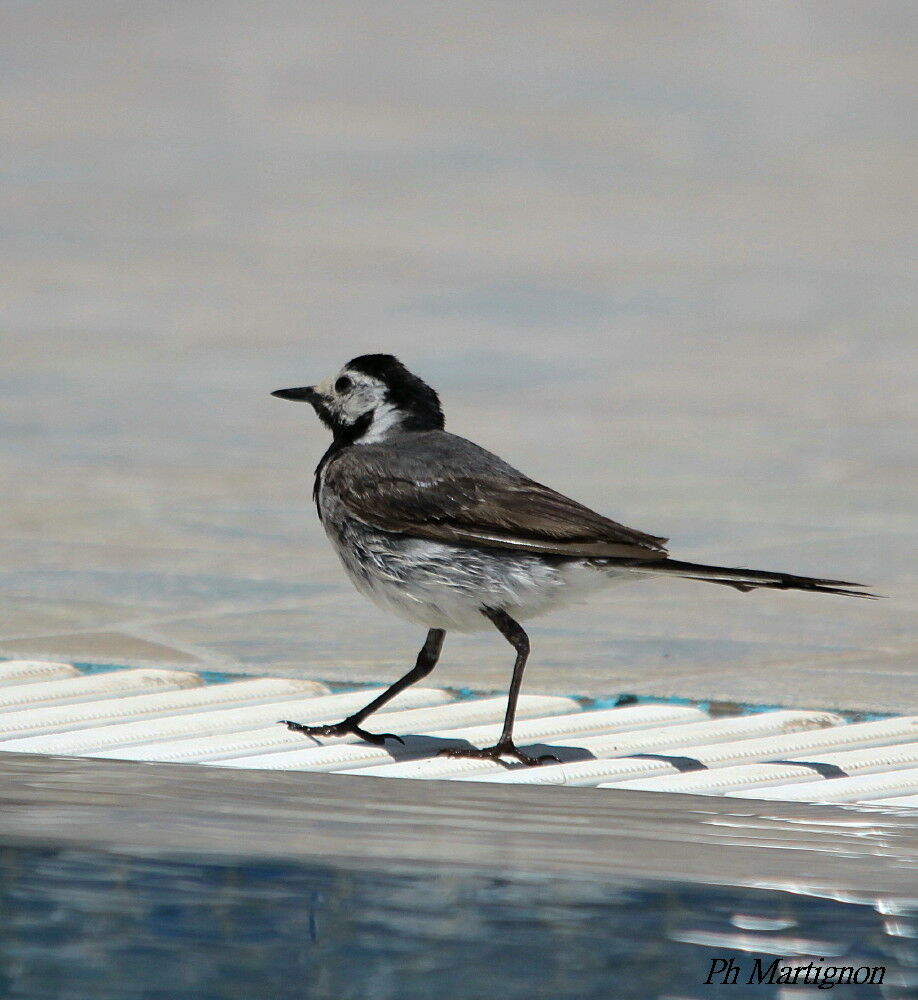 White Wagtail, identification