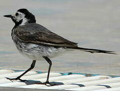 White Wagtail