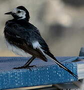 White Wagtail