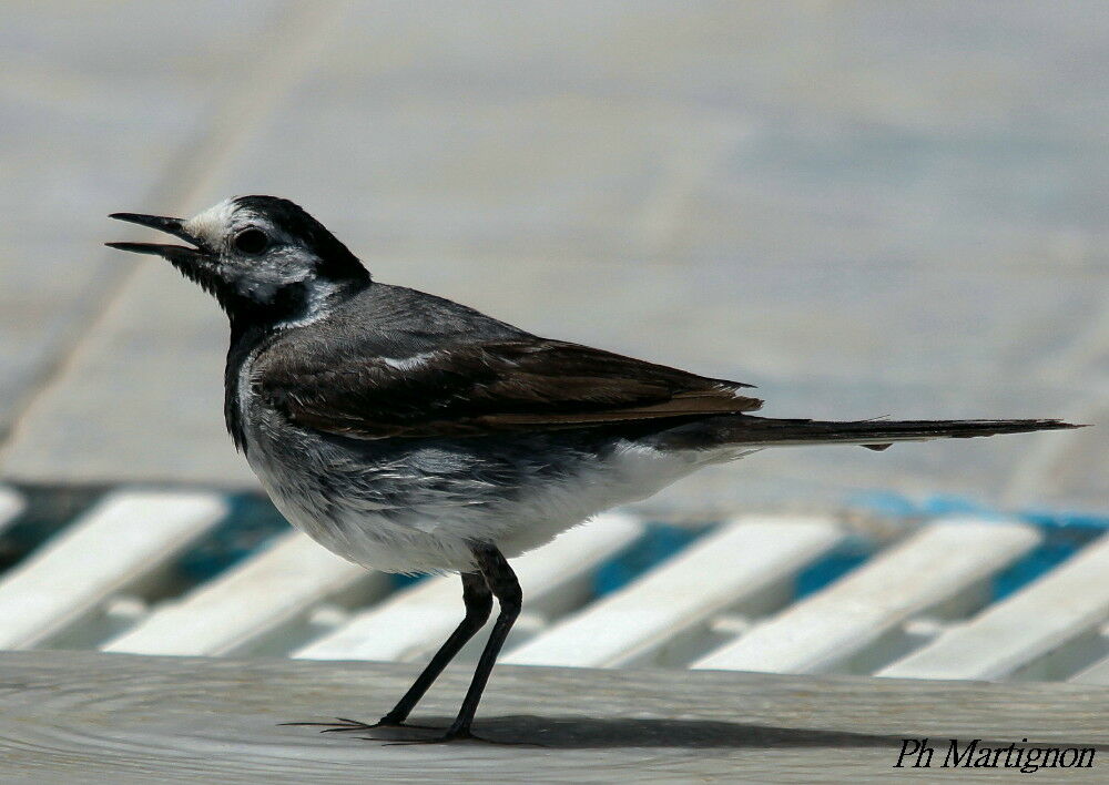 Bergeronnette grise, identification