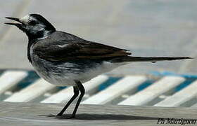 White Wagtail