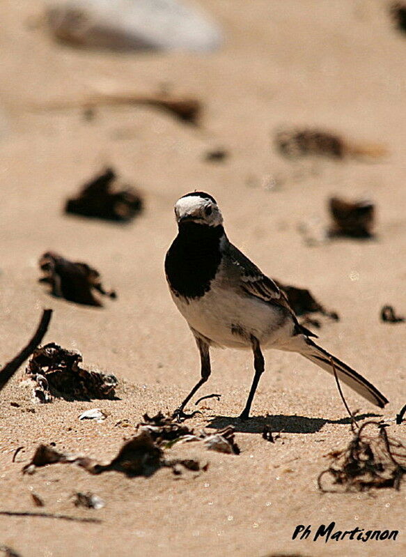 White Wagtail, identification