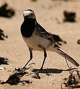 White Wagtail