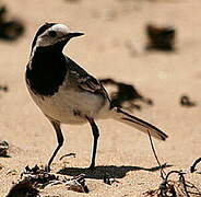 White Wagtail