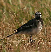 White Wagtail