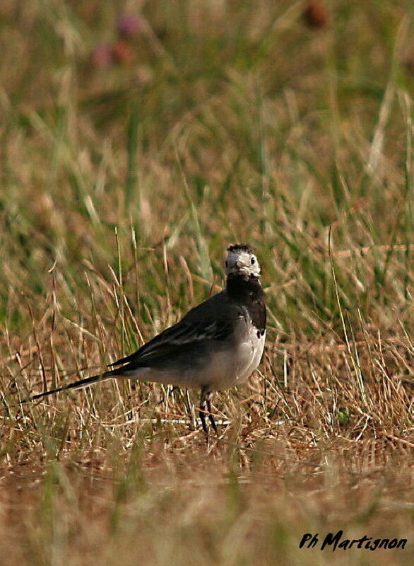 Bergeronnette grise, identification