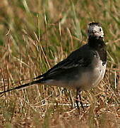 White Wagtail