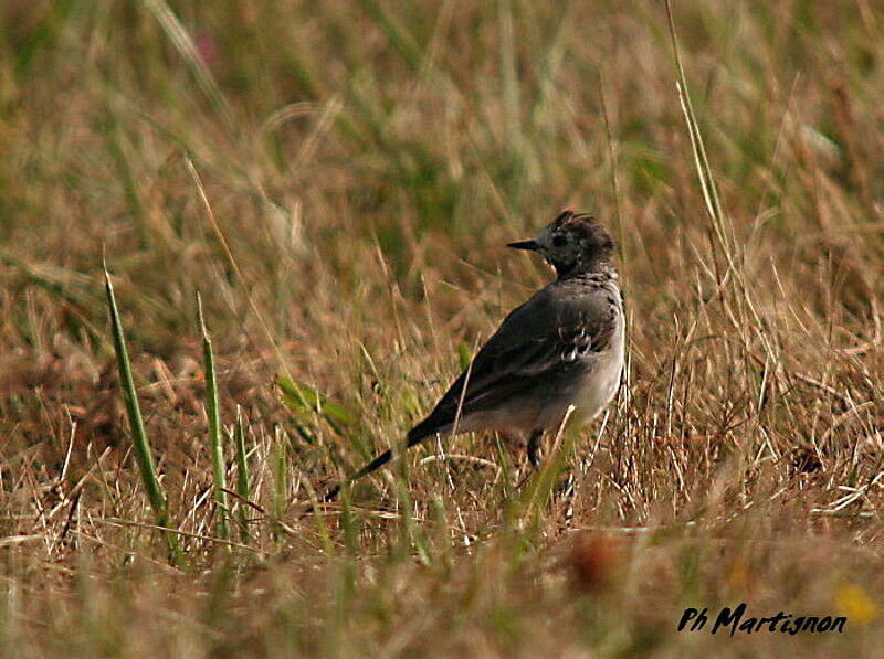 White Wagtail, identification