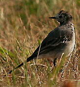 White Wagtail