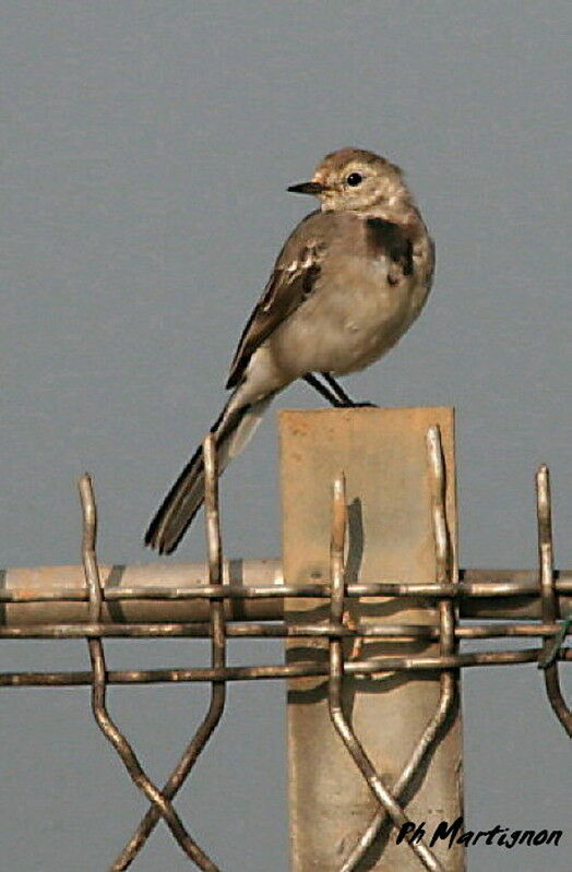 White Wagtail, identification