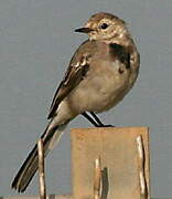 White Wagtail